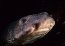 Shark up close, OK it's a dogfish.
Isle of Man.
60mm. by Mark Thomas 